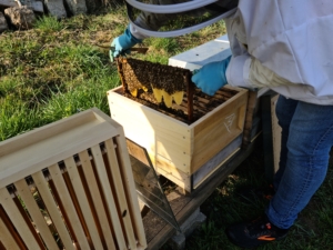 Bienenpatenschaft der Zimmerei Wiedmer
