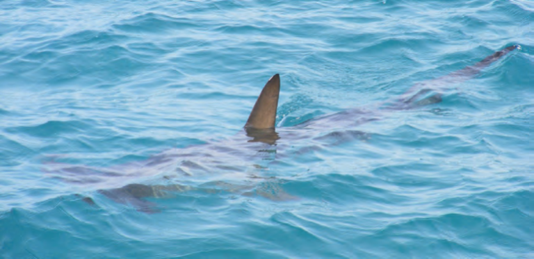 Ein Hai schwimmt knapp unter der Oberfläche des klaren blauen Wassers, wobei seine Rückenflosse und ein Teil seines Körpers über dem Wasser sichtbar sind - ähnlich wie ein Zimmerexperte, der eine Dachsanierung von oben begutachtet.